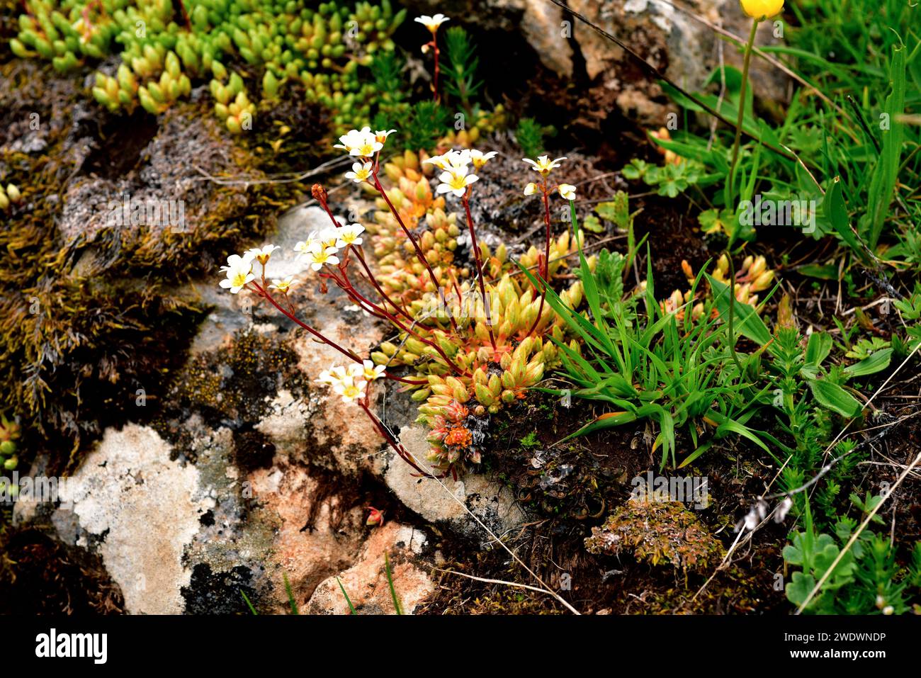 Mossy saxifrage (Saxifraga hypnoides) is a perennial herb native to France, Great Britain, Iceland and Spain mountains. This photo was taken in Babia, Stock Photo