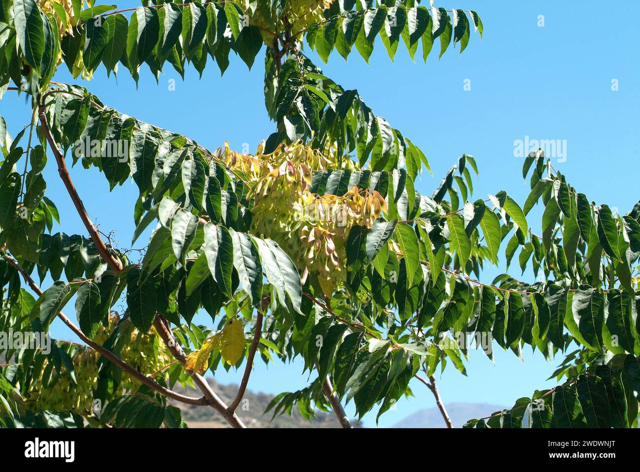 Tree of heaven (Ailanthus altissima) is a deciduous tree native to China and naturalized in others temperate regions of the world. Fruits and leaves d Stock Photo