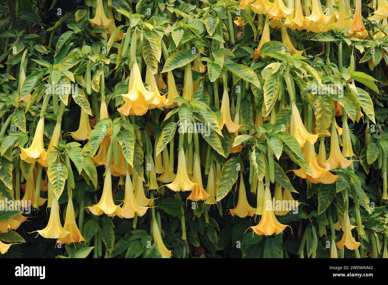 Angel's trumpet (Brugmansia arborea or Datura arborea) is a evergreen ...