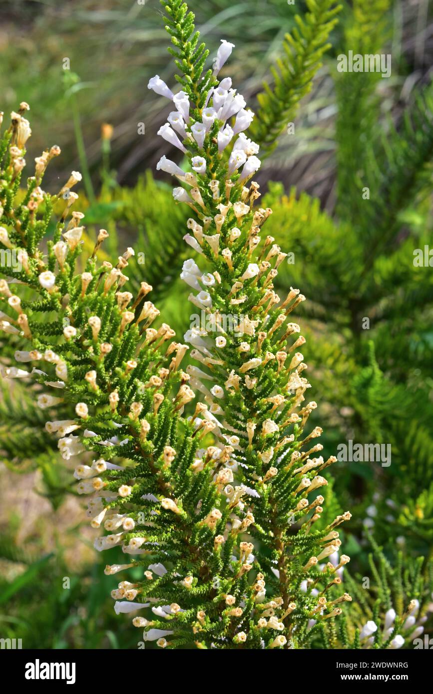Pichi (Fabiana imbricata) is an evergreen shrub native to Argentina and Chile. Flowers and leaves detail. Stock Photo