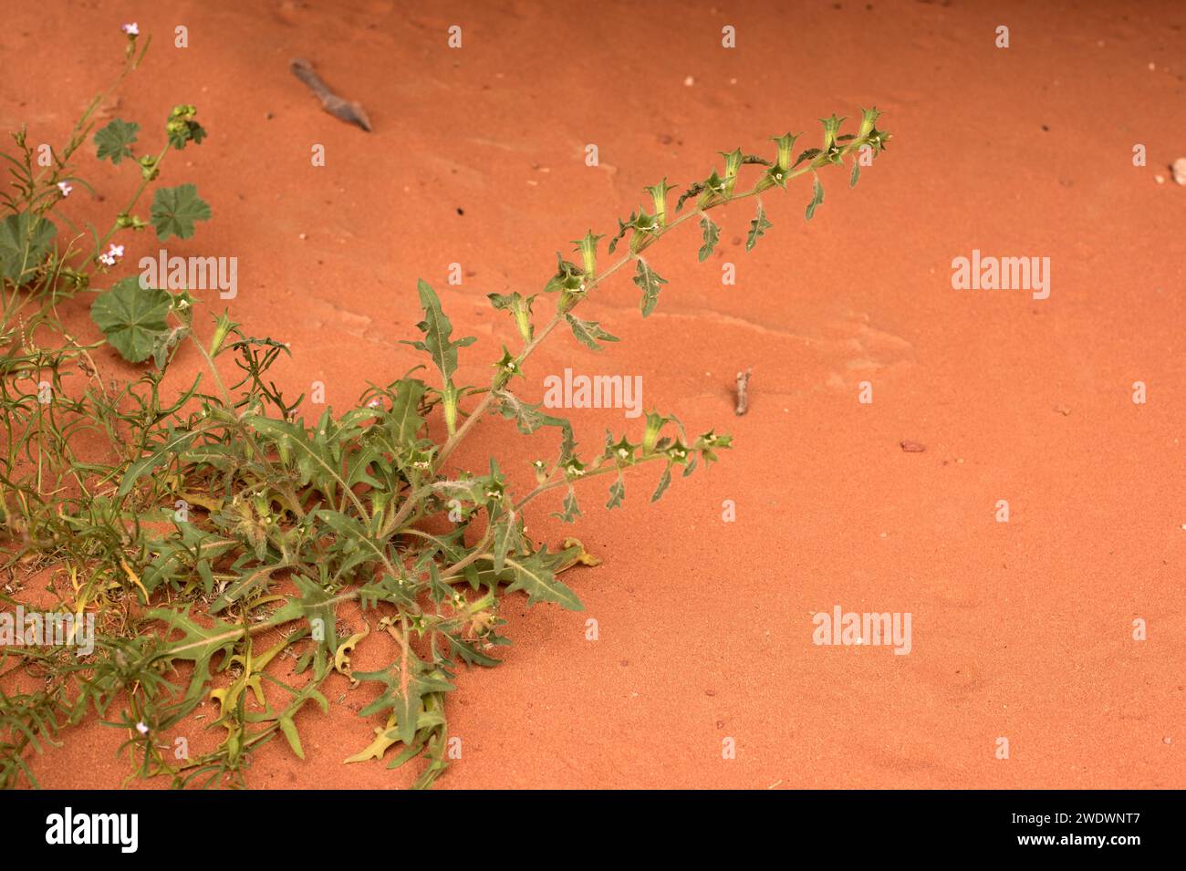 Desert henbane (Hyoscyamus desertorum) is an annual herb native to western Asia. This photo was taken in Wadi Rum National Park, Jordan. Stock Photo