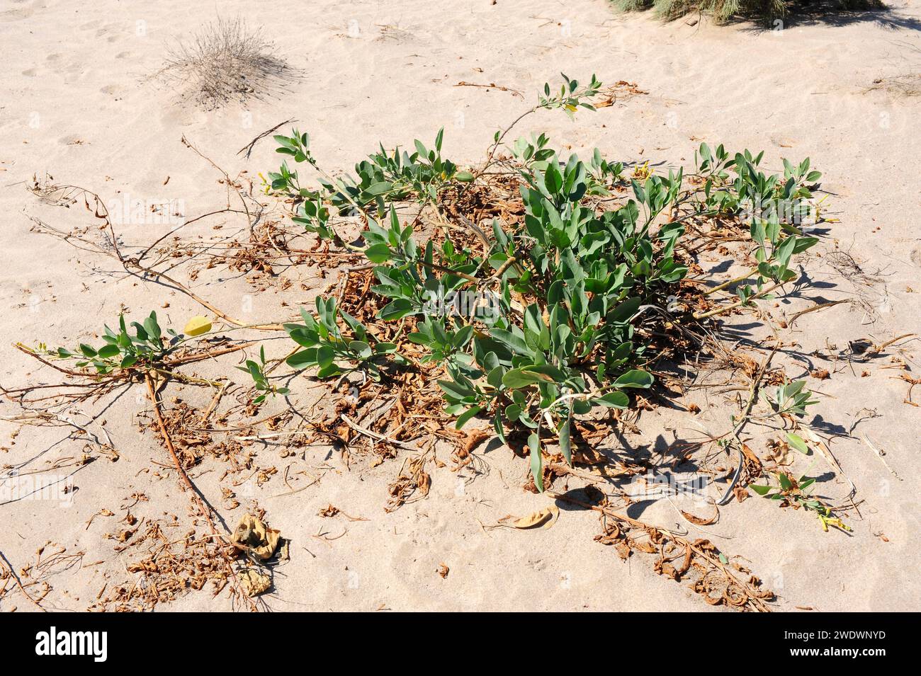 shrub tobacco Shrub tobacco hi-res stock photography and images