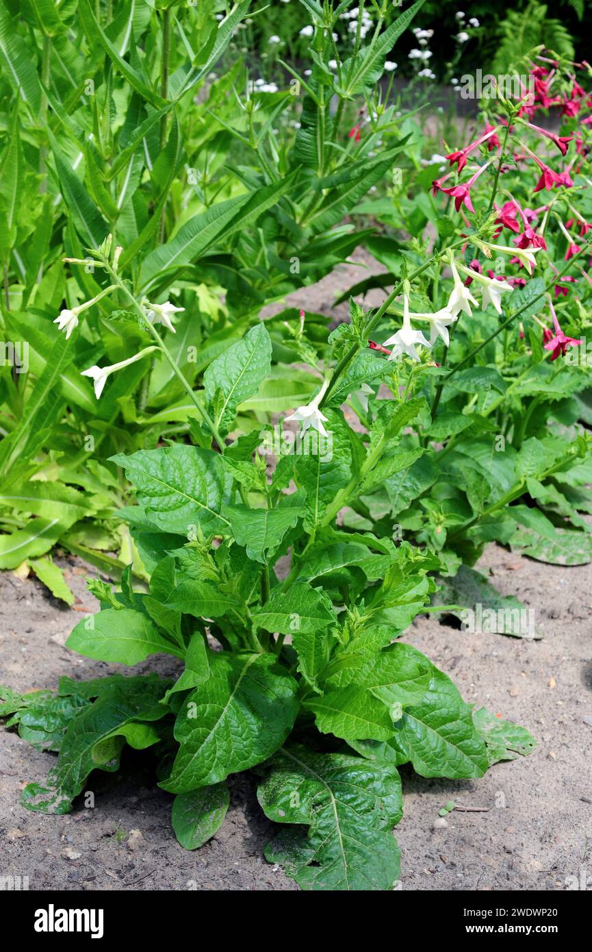 Nicotiana sanderae is a hybrid plant between Nicotiana alata and Nicotiana forgetiana. Is an ornamental plant. Stock Photo