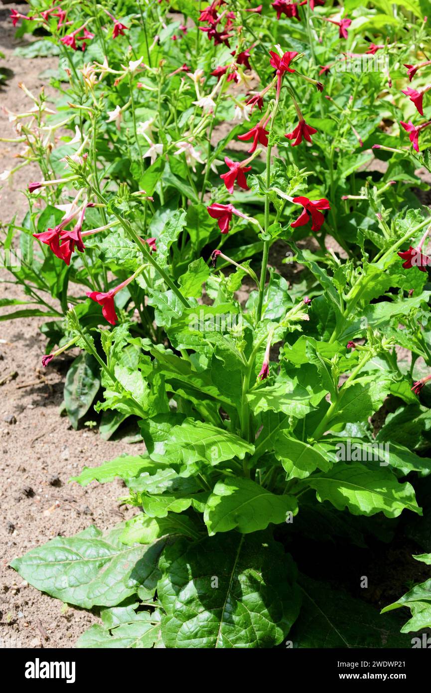 Nicotiana sanderae is a hybrid plant between Nicotiana alata and Nicotiana forgetiana. Is an ornamental plant. Stock Photo