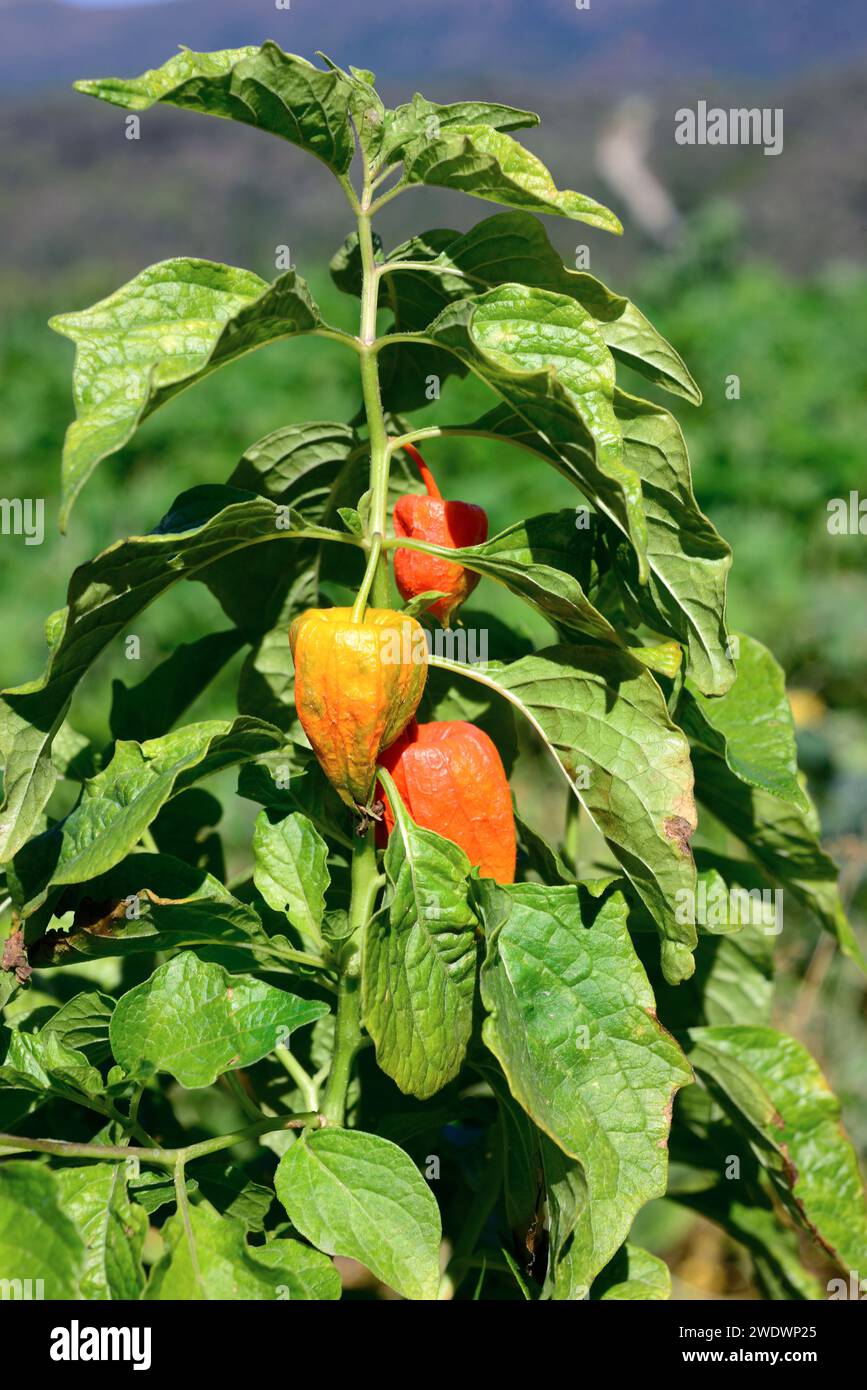 Chinese lantern or bladder cherry (Physalis alkekengi) is a perennial herb native to Asia and southern Europe. Its fruits (berries) are edible and med Stock Photo