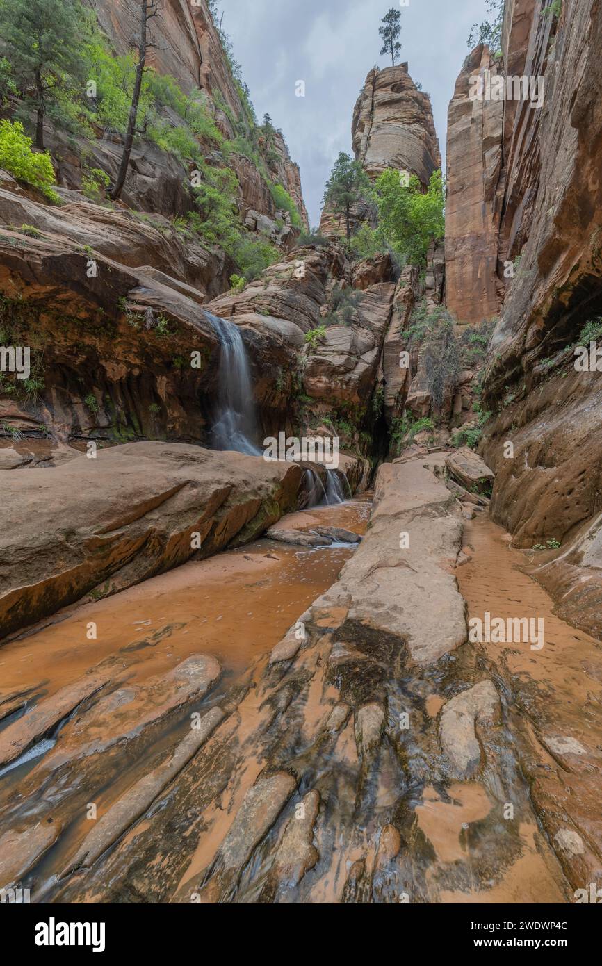 Small waterfall and rocky pinnacle with tree in narrow Water Canyon, Canaan Mountain Wilderness, Uath. Stock Photo