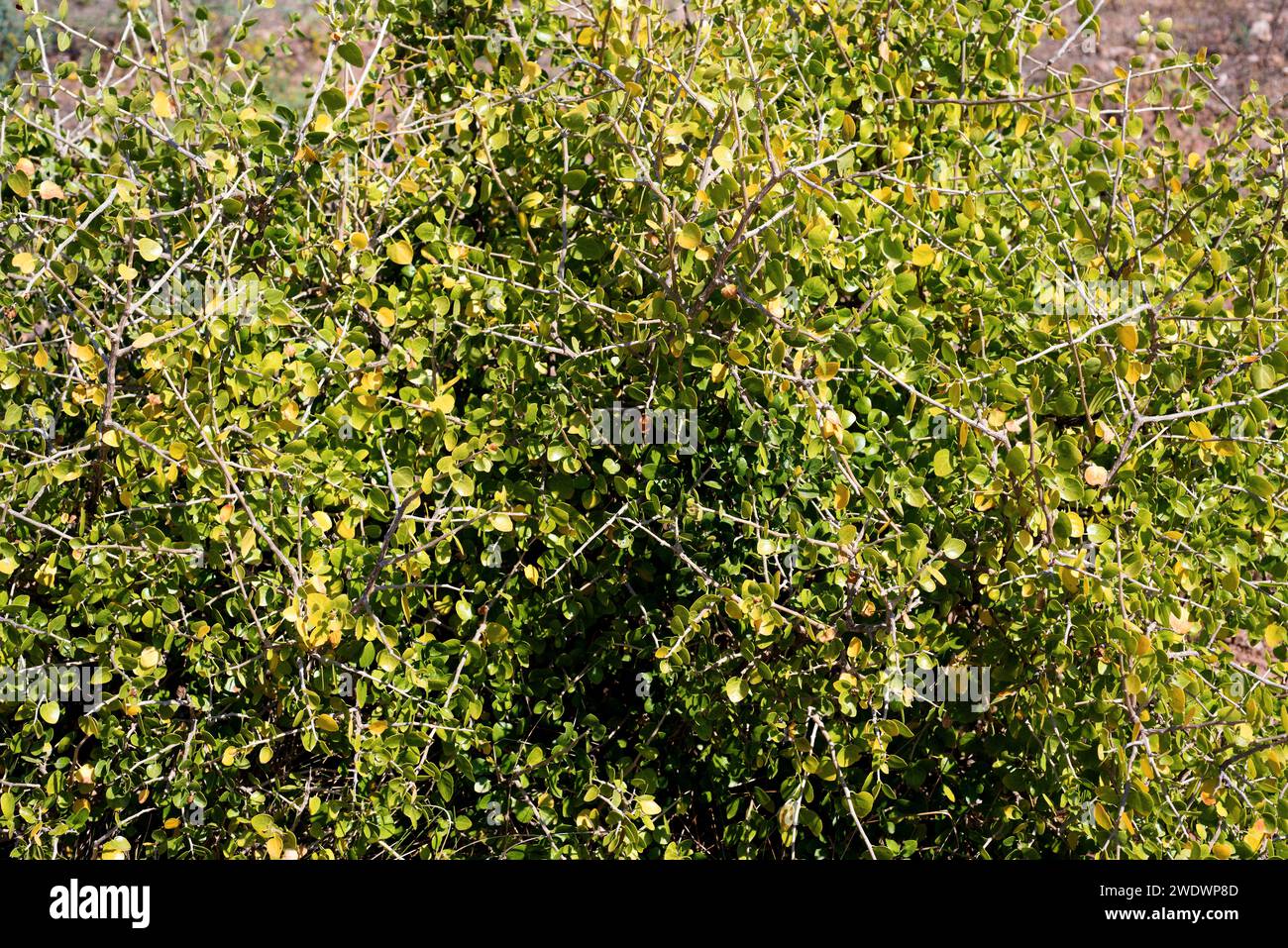 Oroval (Withania frutescens) is a shrub native to southern Spain, Balearic Islands and Morocco. This photo was taken in Cabo de Gata Natural Park, Alm Stock Photo