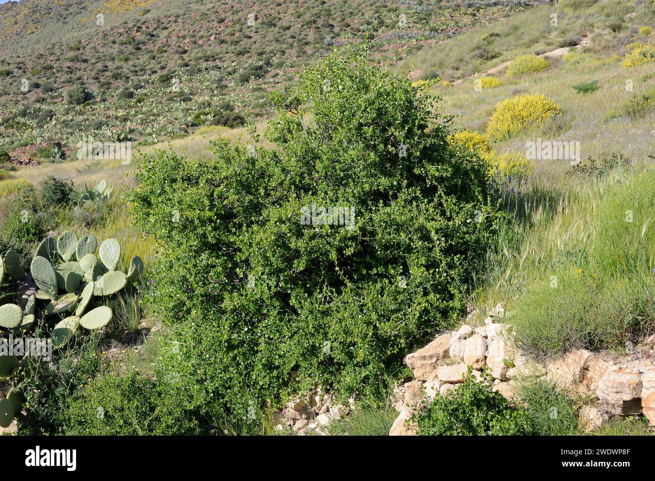 Oroval (Withania frutescens) is a shrub native to southern Spain, Balearic Islands and Morocco. This photo was taken in Cabo de Gata Natural Park, Alm Stock Photo