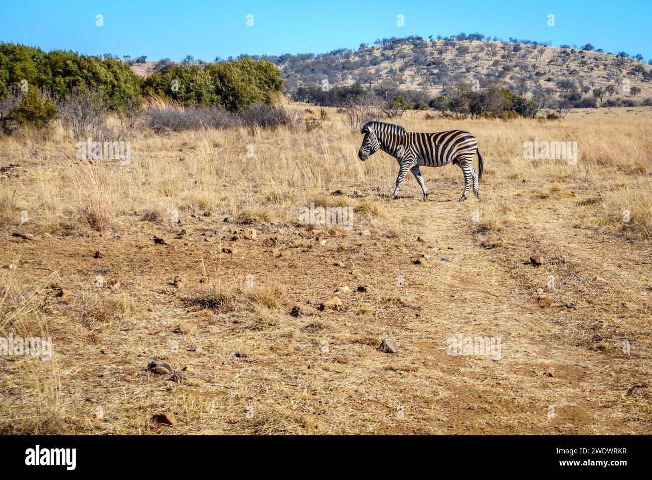 Zebra in its natural habitat in a wildlife preserve area in Gauteng province of South Africa Stock Photo