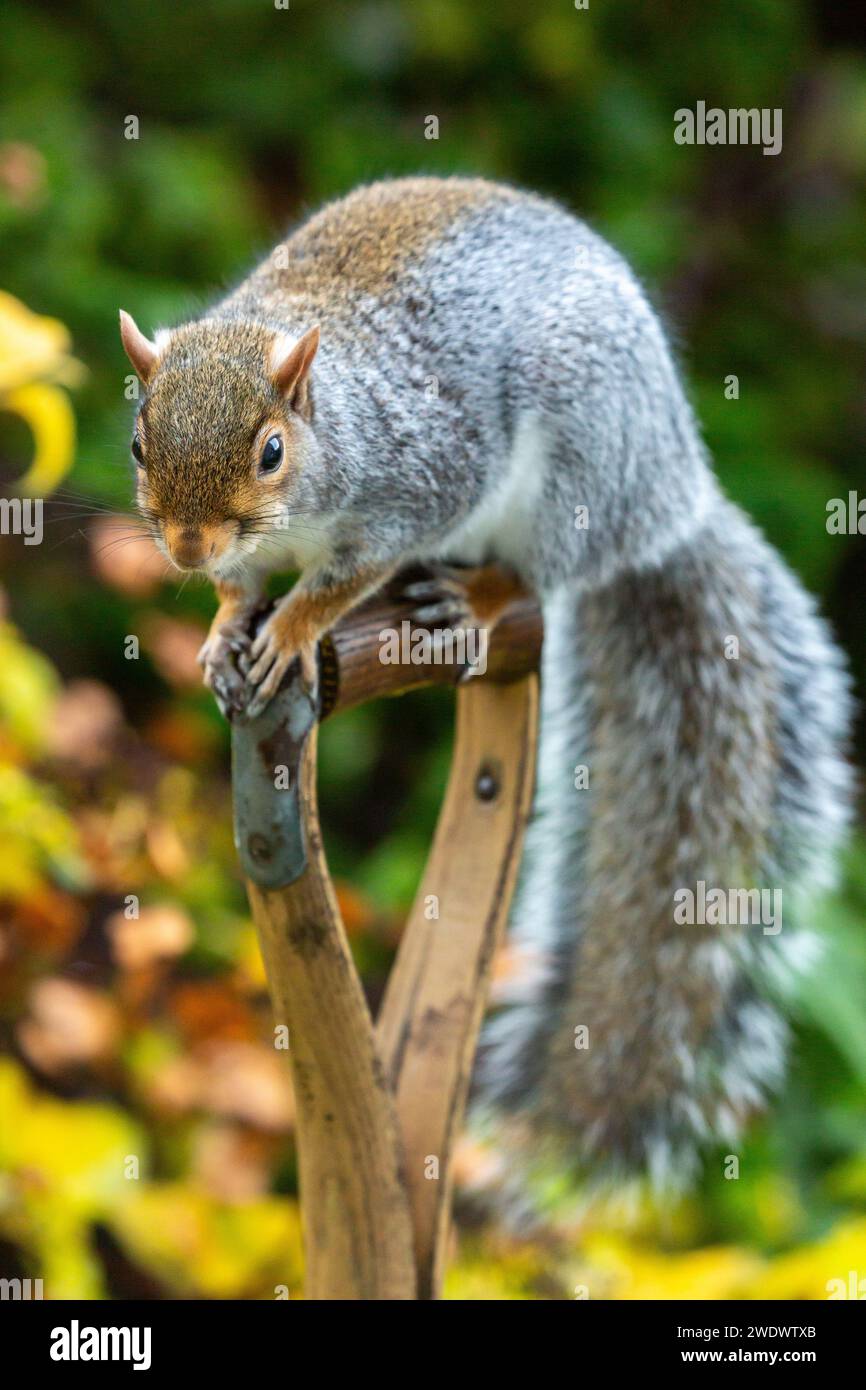 Eastern Grey Squirrel Sciurus carolinensis on a handle of a spade Stock Photo