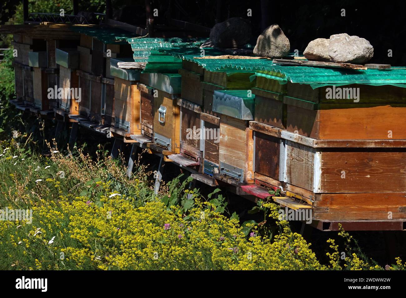 17.07.2022, Wolfsgruben, Suedtirol, ITA - Bienenboxen sind mit Steinen vor dem Umfallen beschwert. Agrarwirtschaft, aussen, Aussenaufnahme, beschwert, Beschwerung, Beuten, Bienenbeuten, Bienenboxen, Bienenkisten, Bienenkunde, Bienenstoecke, Bienenzucht, Europa, europaeisch, Imkerei, Italien, italienisch, Jahreszeit, Landwirtschaft, Magazinbeuten, Natur, niemand, QF, Querformat, Sommer, Standfestigkeit, Steine, Suedeuropa, Suedtirol, Westeuropa, Wirtschaft, Wolfsgruben 220717D238WOLFSGRUBEN.JPG *** 17 07 2022, Wolfsgruben, South Tyrol, ITA Bee boxes are weighted with stones before falling over Stock Photo