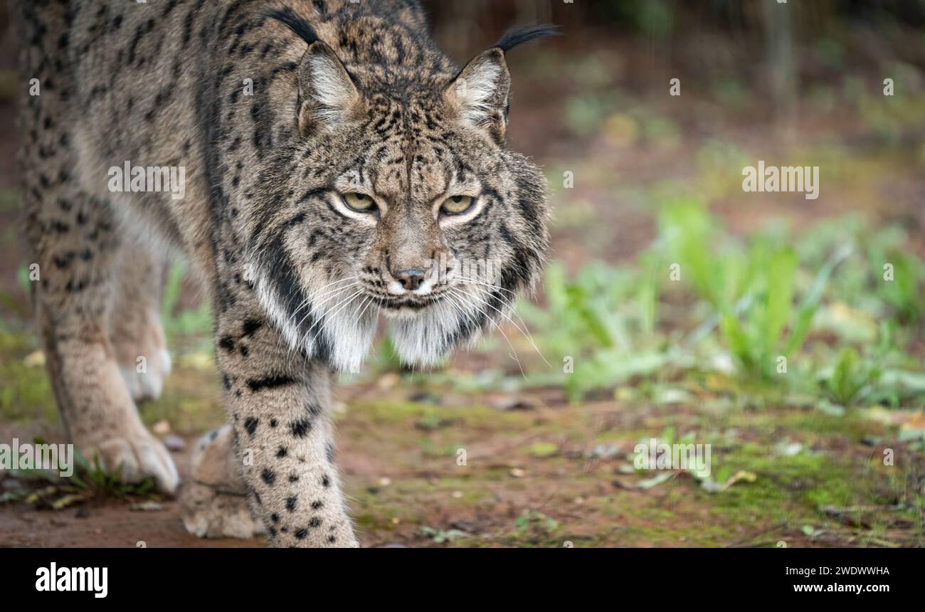 Feline with intense gaze hi-res stock photography and images - Alamy