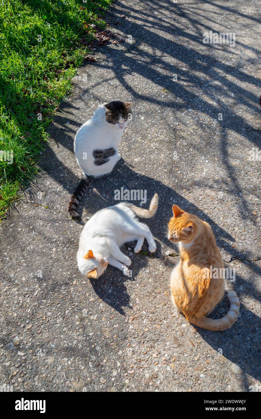 Three stray cats. Stock Photo