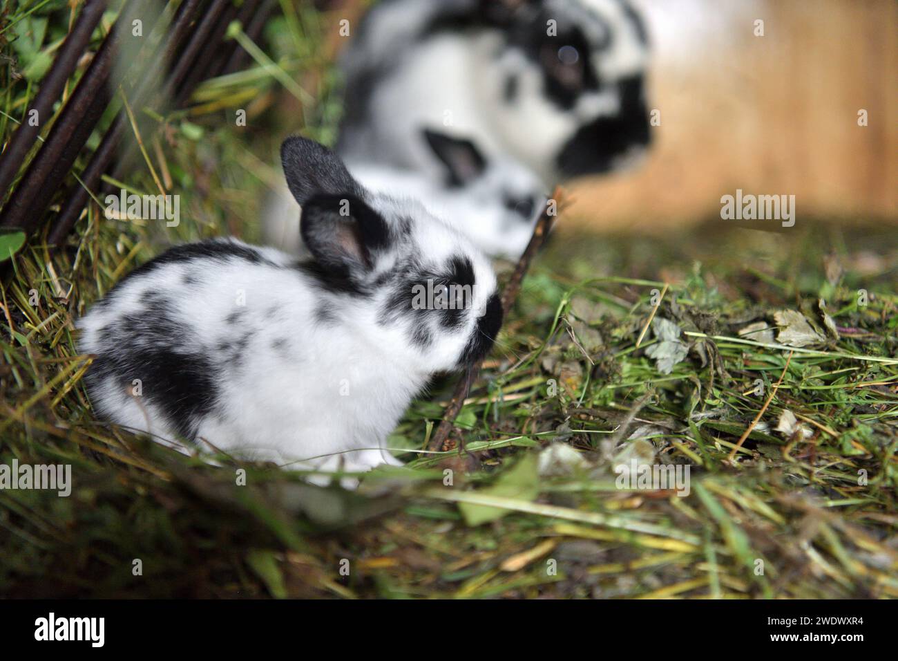 Small domestic rabbits eating grass in the nest Stock Photo