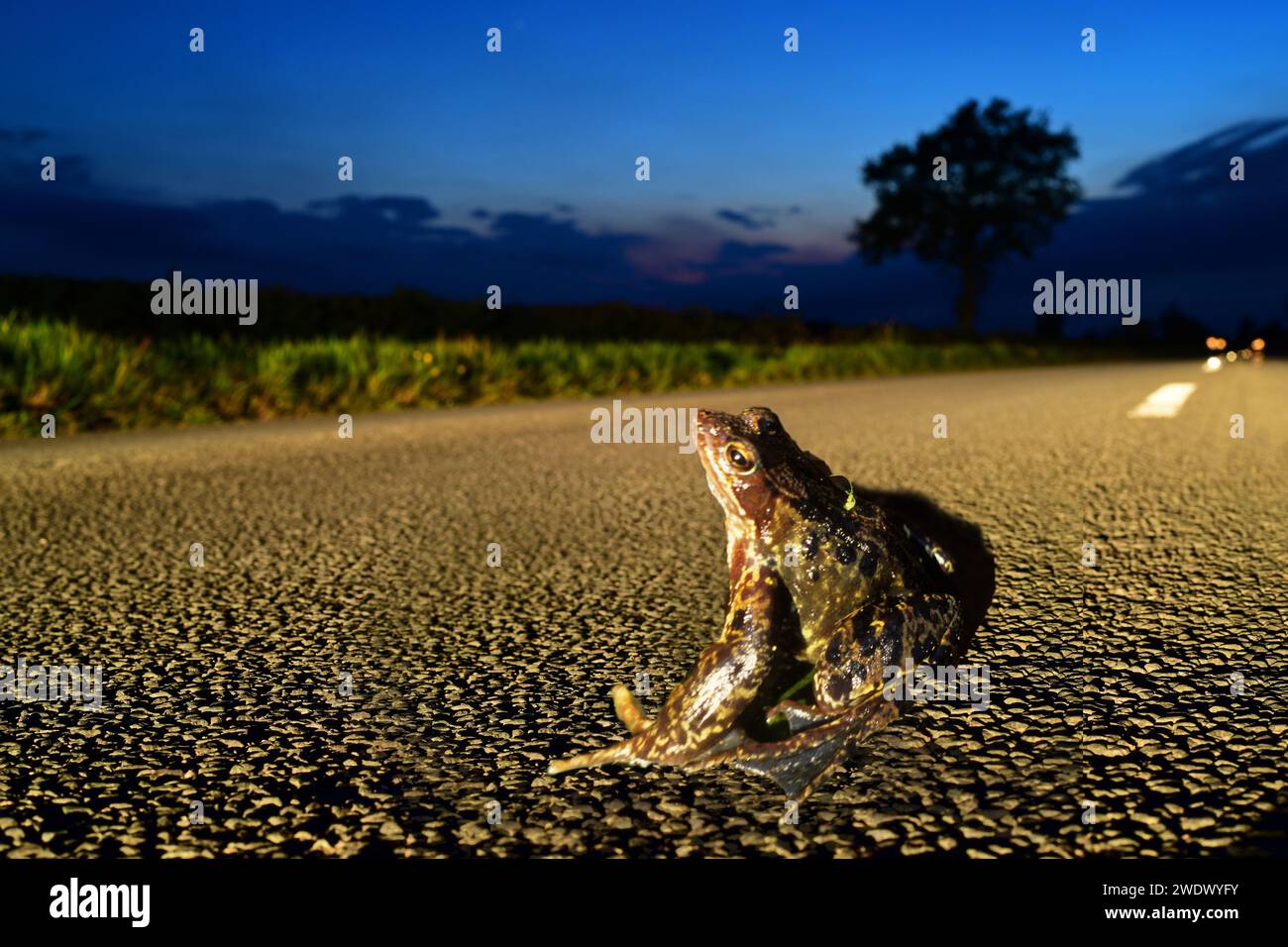 Adult Common Frog (Rana temporaria) crossing country road at twilight united kingdom Stock Photo