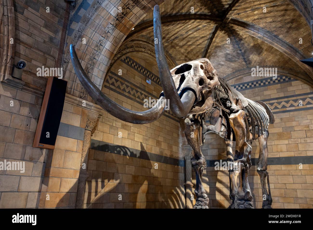 Fossilised skeleton of an American Mastodon, an Ice Age relative of the elephant at the Natural History Museum on 19th January 2024 in London, United Kingdom. The museum exhibits a vast range of specimens from various segments of natural history. The museum is home to life and earth science specimens comprising some 80 million items within five main collections: botany, entomology, mineralogy, paleontology and zoology. The museum is a centre of research specialising in taxonomy, identification and conservation. Stock Photo