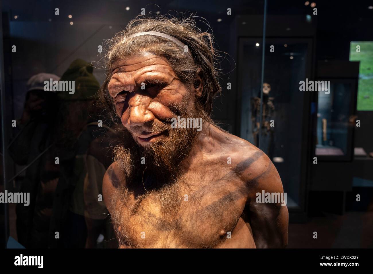 Neanderthal man at the human evolution exhibit at the Natural History ...