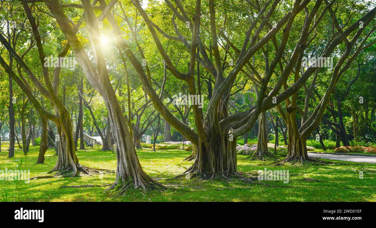Beautiful green banyan tree, many trunks intertwined into one huge ficus microcarpa. Stock Photo