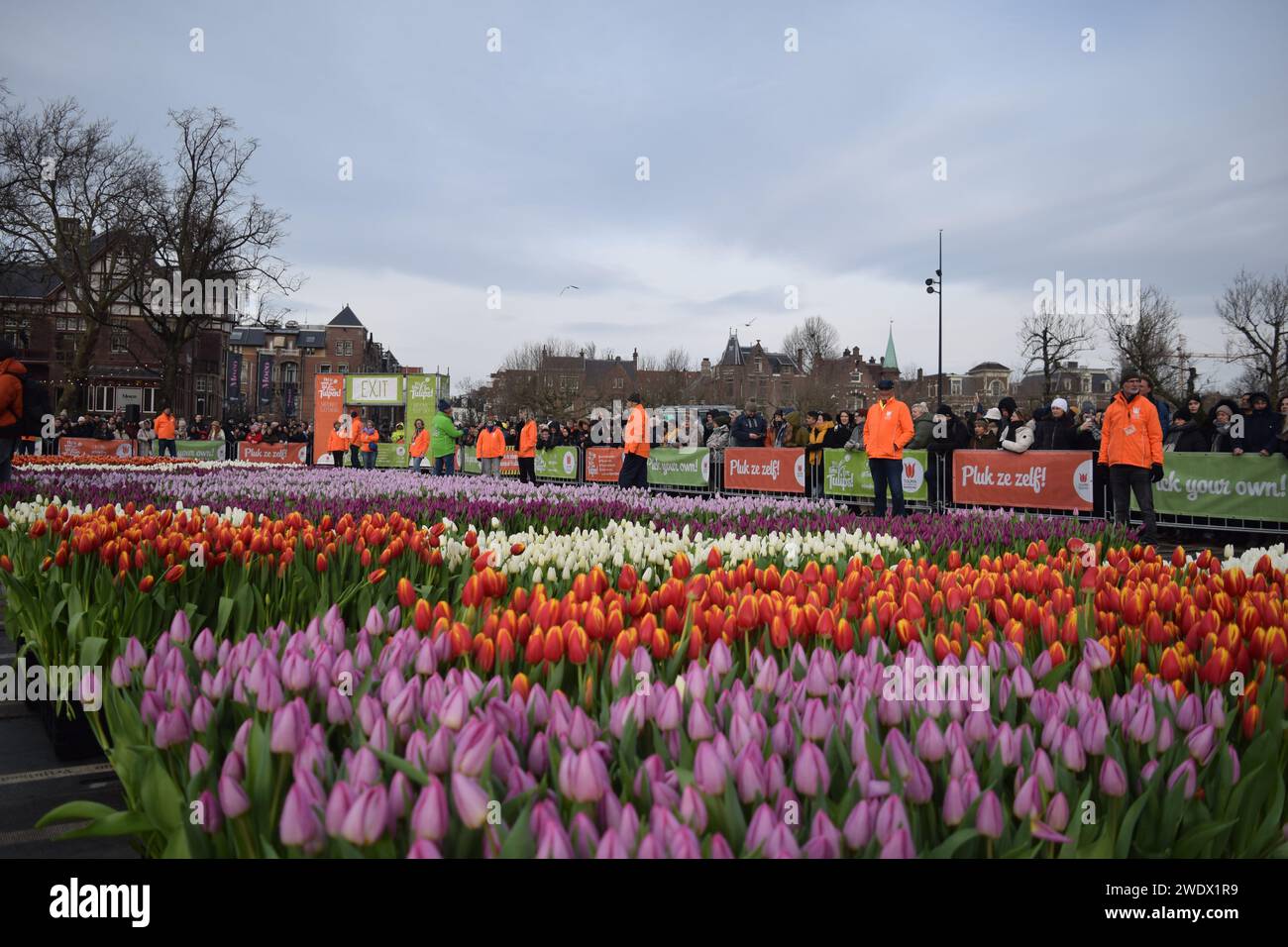 Amsterdam, Netherlands. 20th Jan, 2024. People gather to pick tulips at