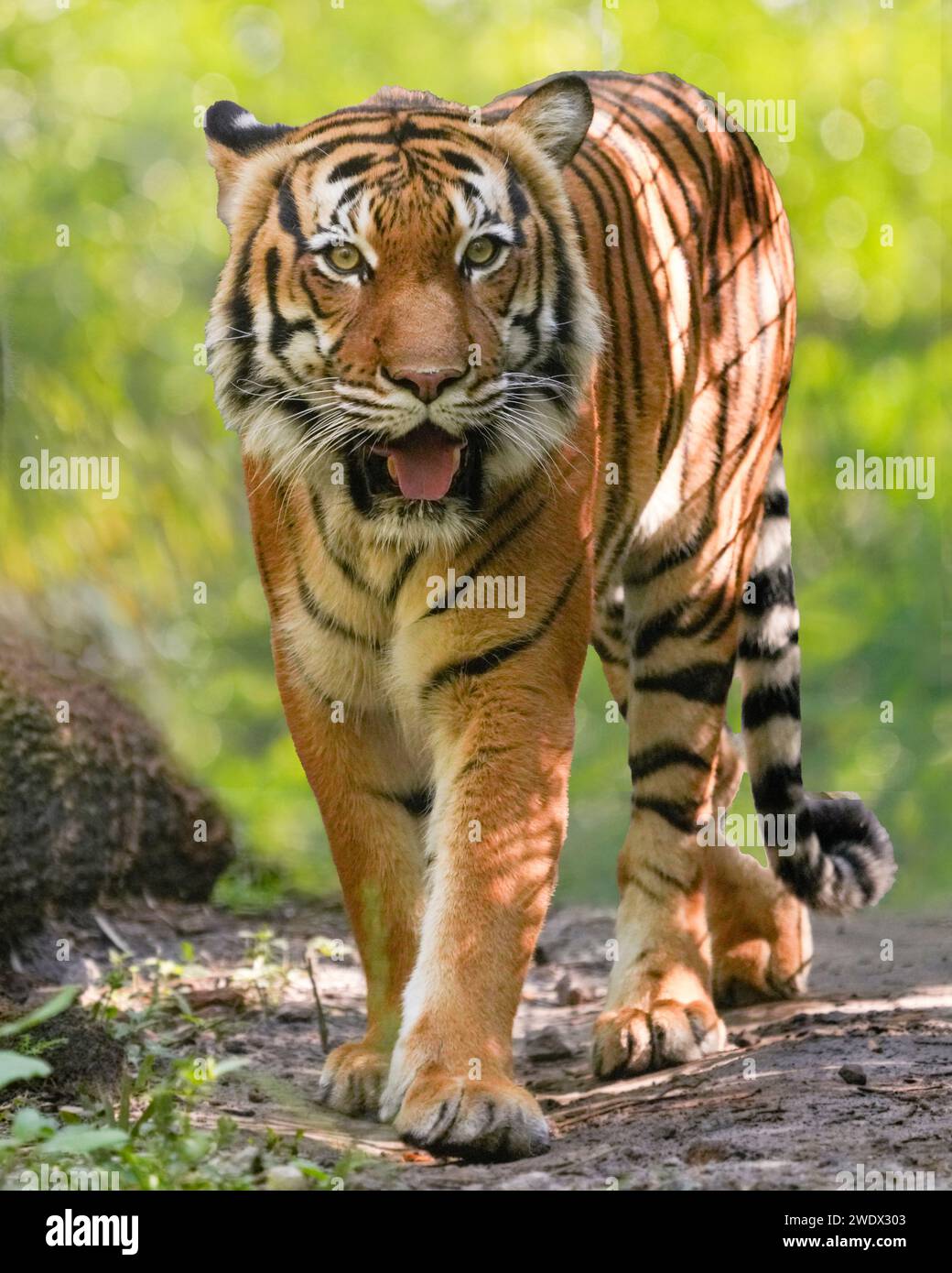 Naples, United States. 17th Jan, 2024. Malayan Tiger on display at the