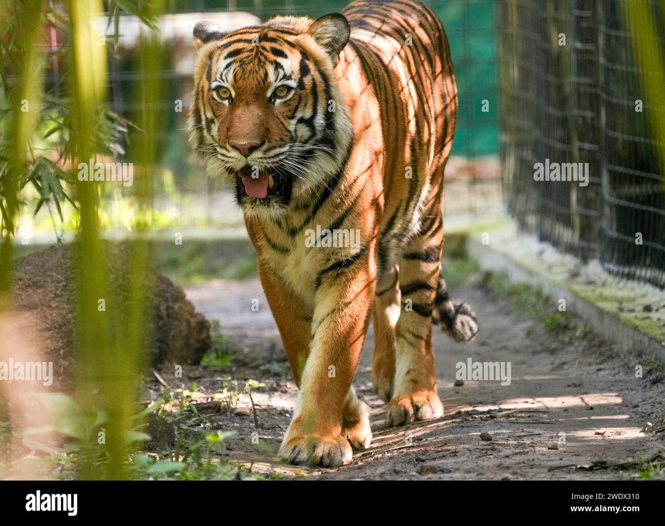Naples, United States. 17th Jan, 2024. Malayan Tiger on display at the