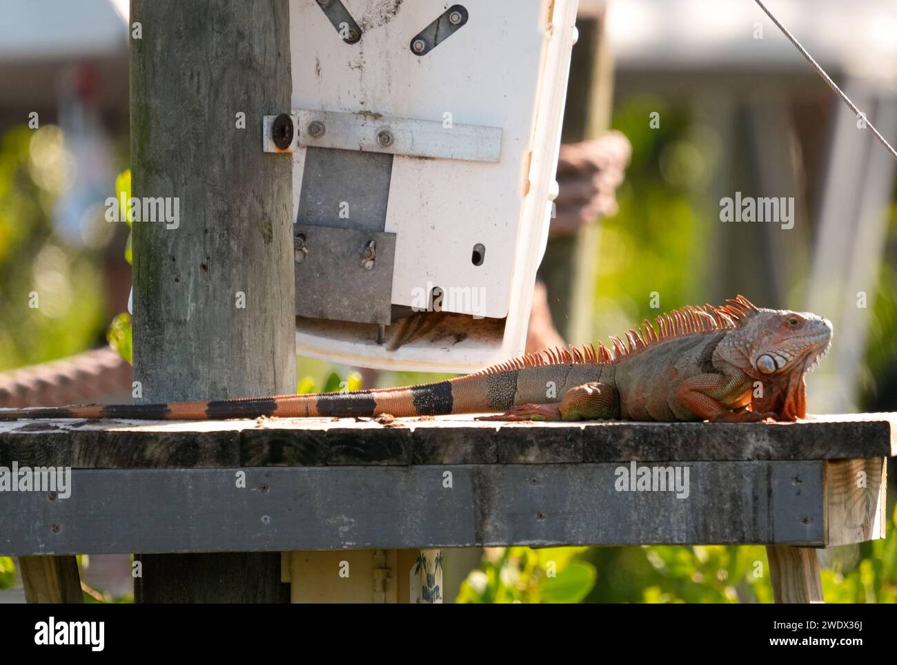 Naples, United States. 21st Jan, 2024. Iguana on display at the Naples
