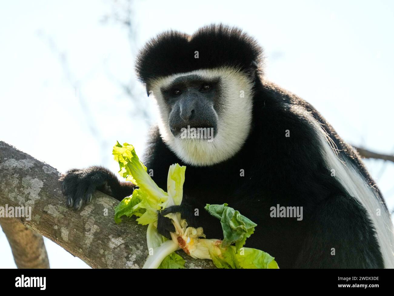 Naples, United States. 21st Jan, 2024. BLACK AND WHITE COLOBUS MONKEY on display at the Naples Zoo Animal Exhibits, Wednesday, January 17, 2024 in Naples Florida. Photos by Credit: Jennifer Graylock/Alamy Live News Stock Photo