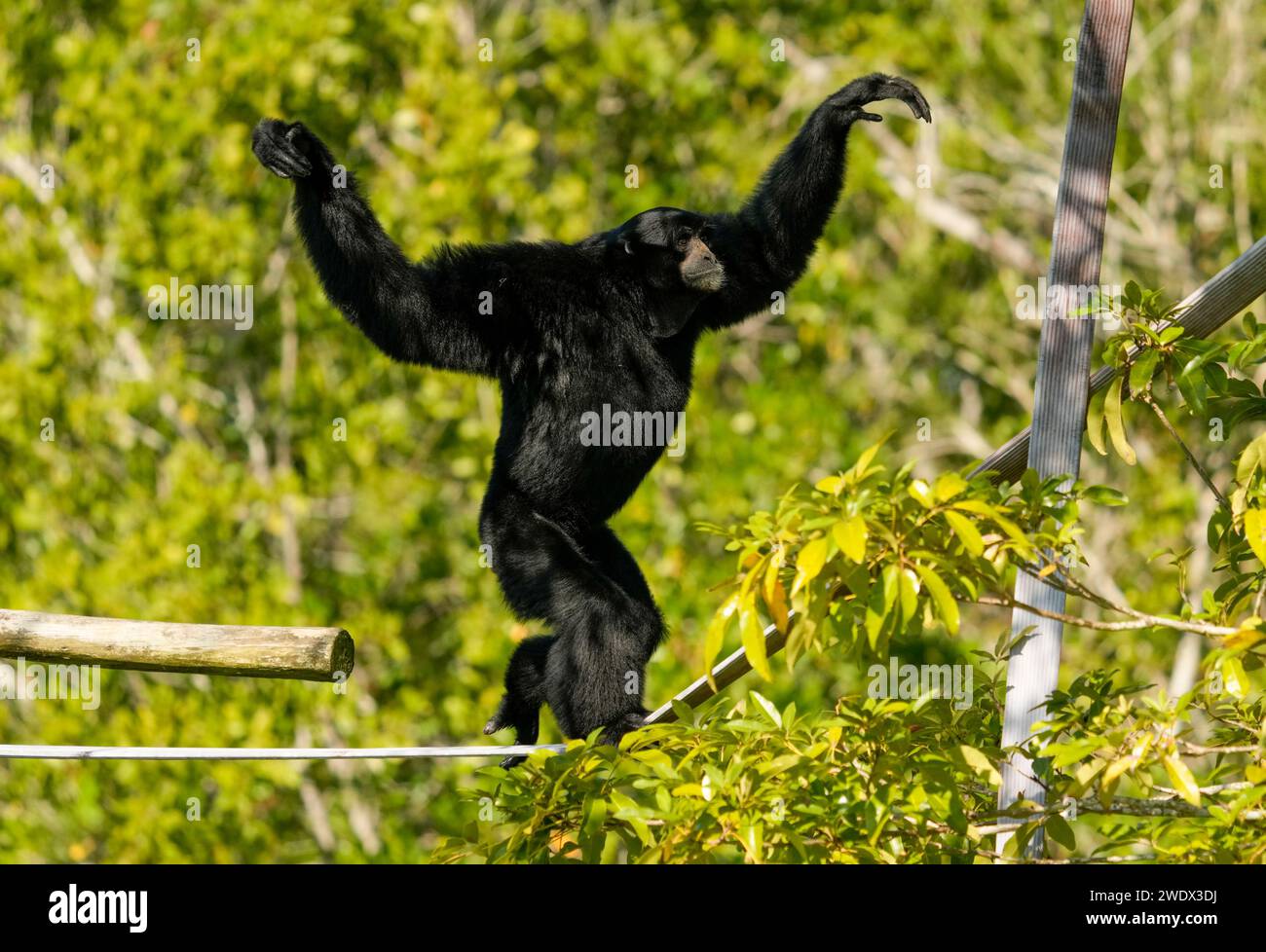 Naples, United States. 21st Jan, 2024. Siamang Gibbon on display at the