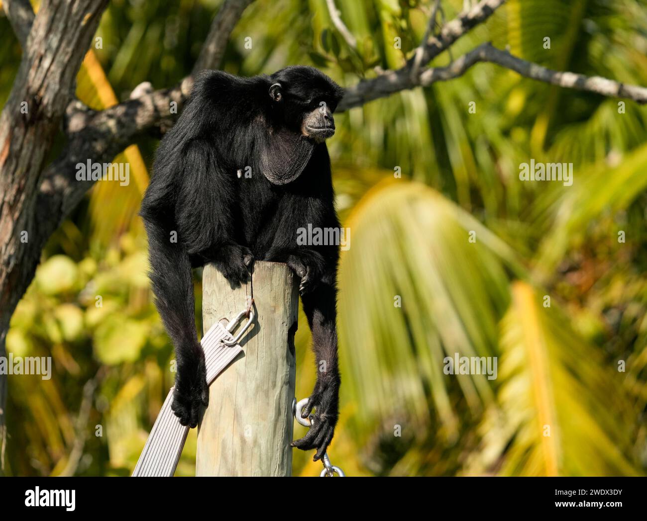 Naples, United States. 21st Jan, 2025. Siamang Gibbon on display at the