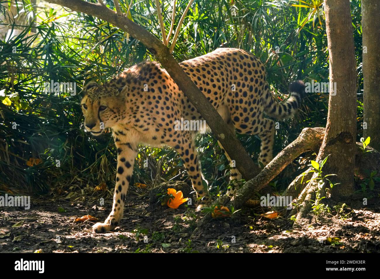 Naples, United States. 21st Jan, 2024. Cheetah (Acinonyx jubatus) on
