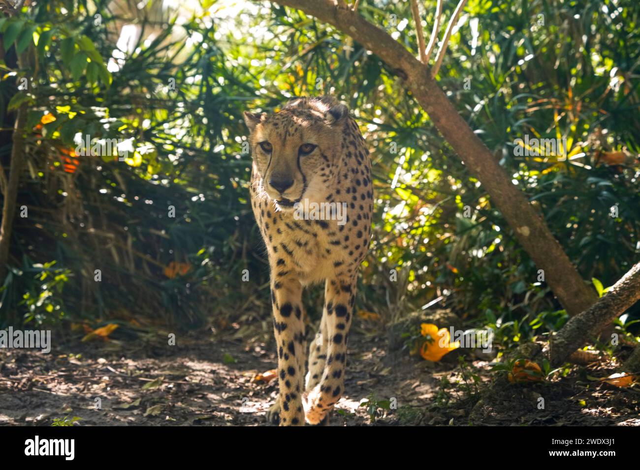Naples, United States. 21st Jan, 2024. Cheetah (Acinonyx jubatus) on
