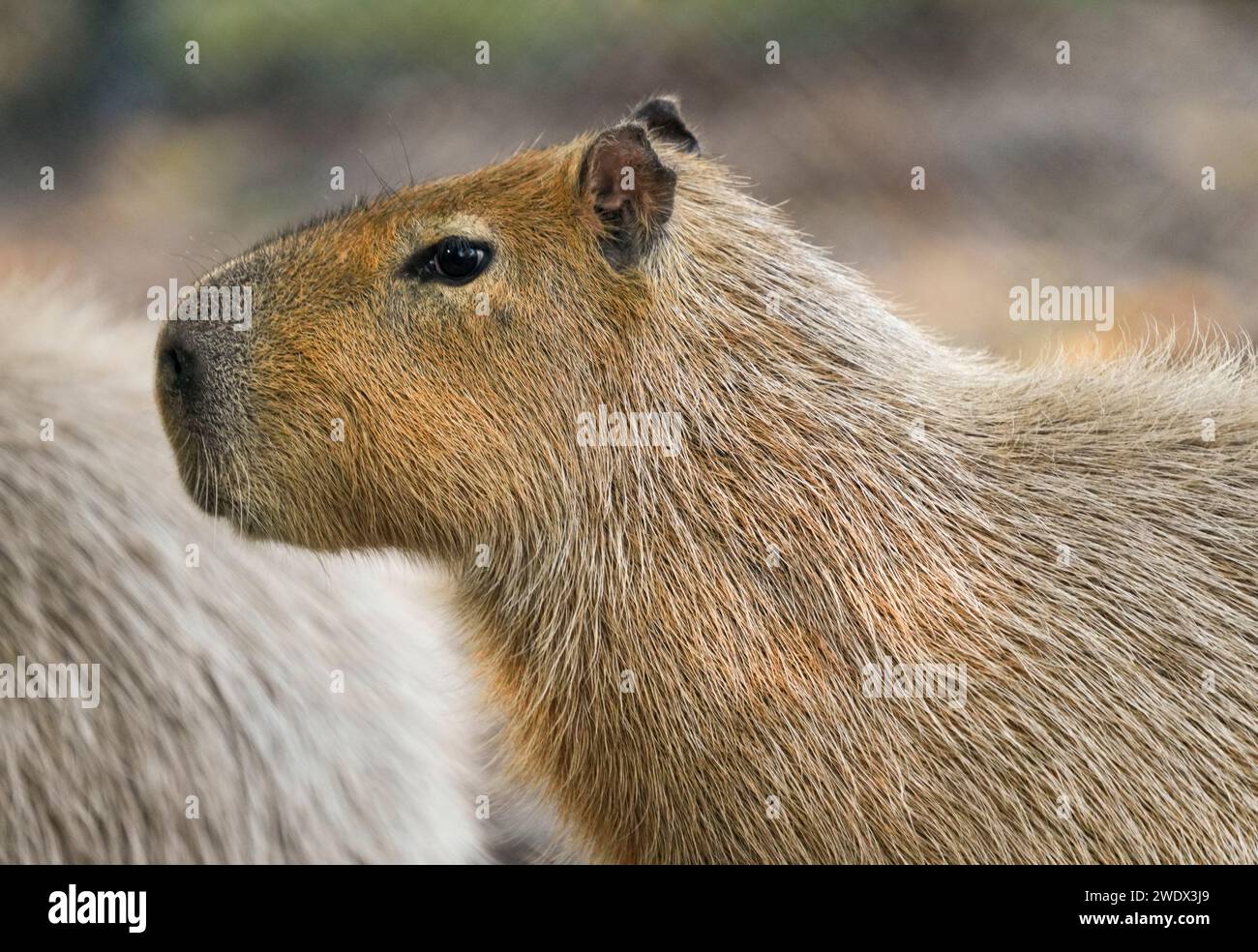 Naples United States 21st Jan 2024 Capybara On Display At The   Naples United States 21st Jan 2024 Capybara On Display At The Naples Zoo Animal Exhibits Wednesday January 17 2024 In Naples Florida Photos By Credit Jennifer Graylockalamy Live News 2WDX3J9 