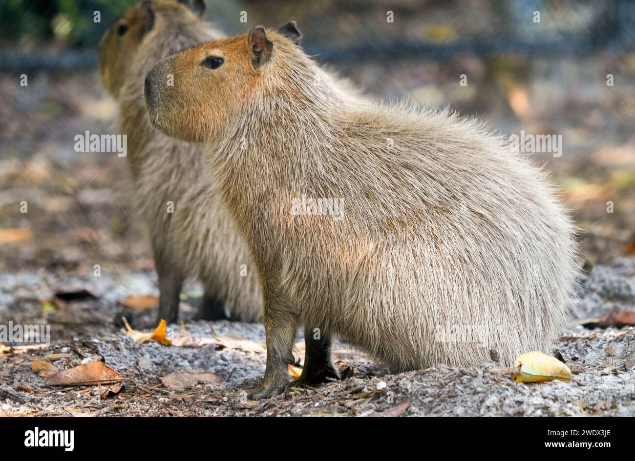 Naples, United States. 21st Jan, 2024. Capybara on display at the