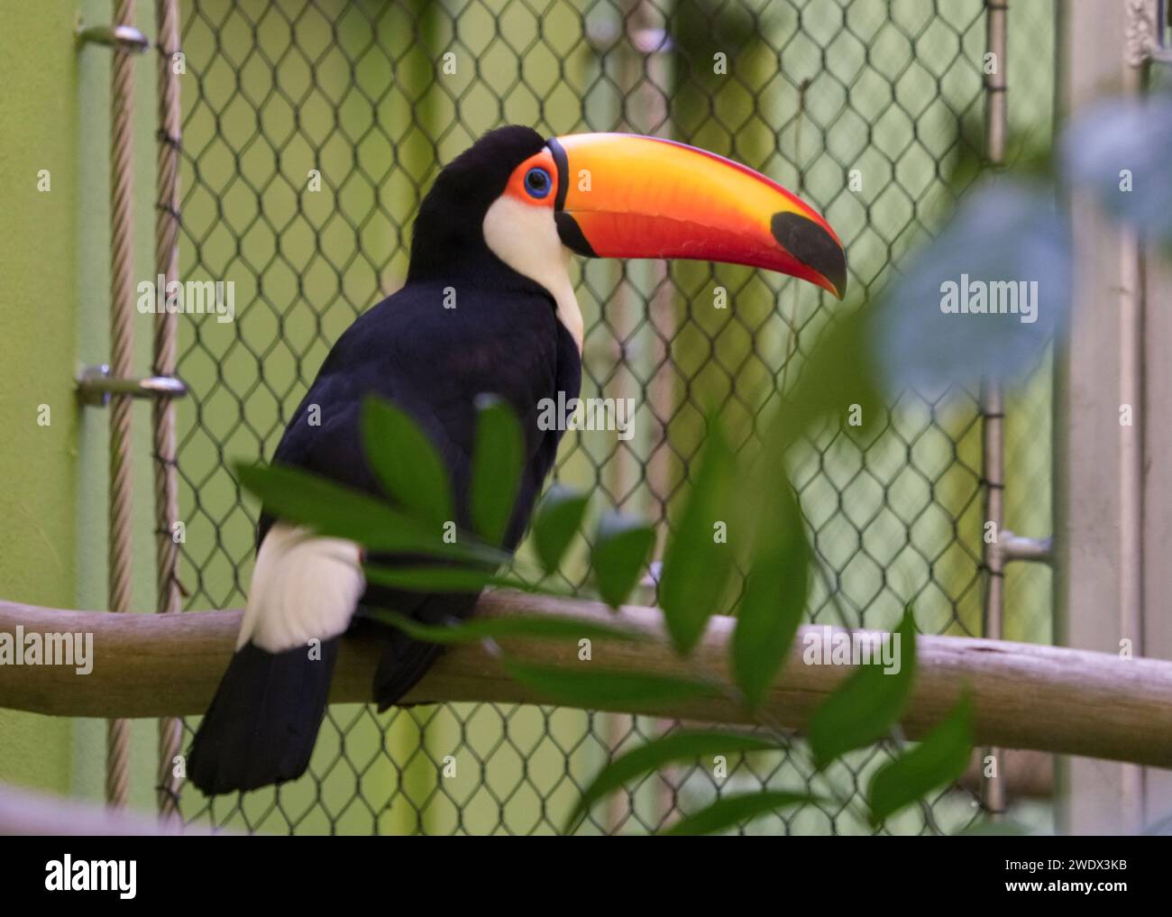 Naples, United States. 21st Jan, 2024. Toucan on display at the Naples