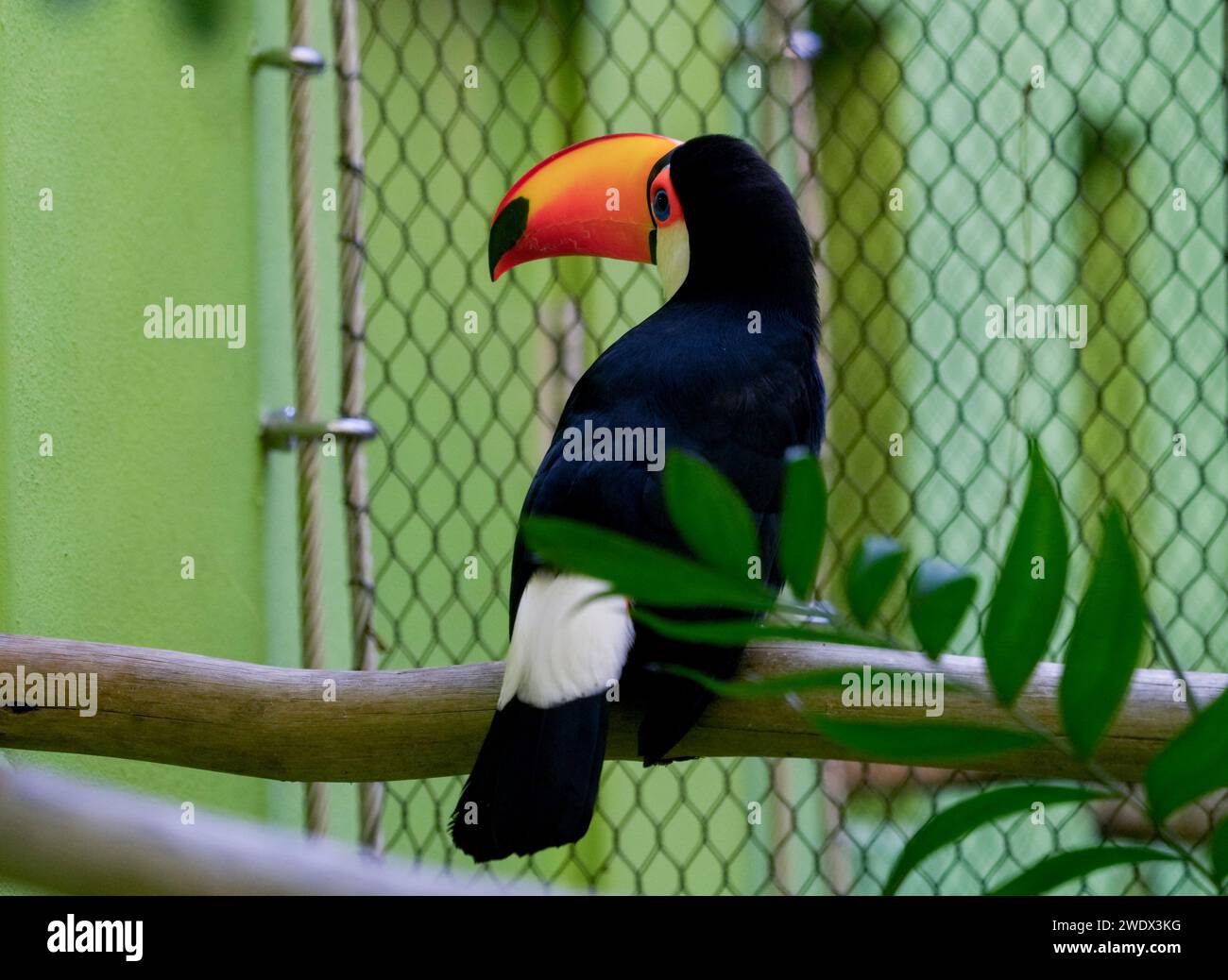Naples, United States. 21st Jan, 2024. Toucan on display at the Naples