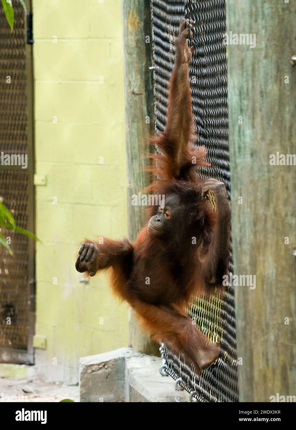 Naples, United States. 21st Jan, 2024. Bornean Orangutan on display at
