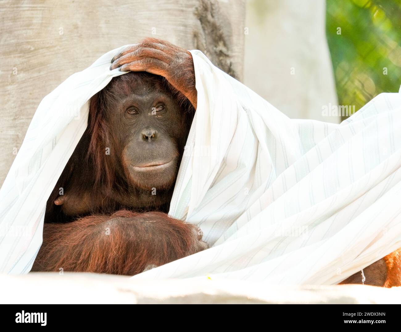 Naples, United States. 21st Jan, 2024. Bornean Orangutan on display at