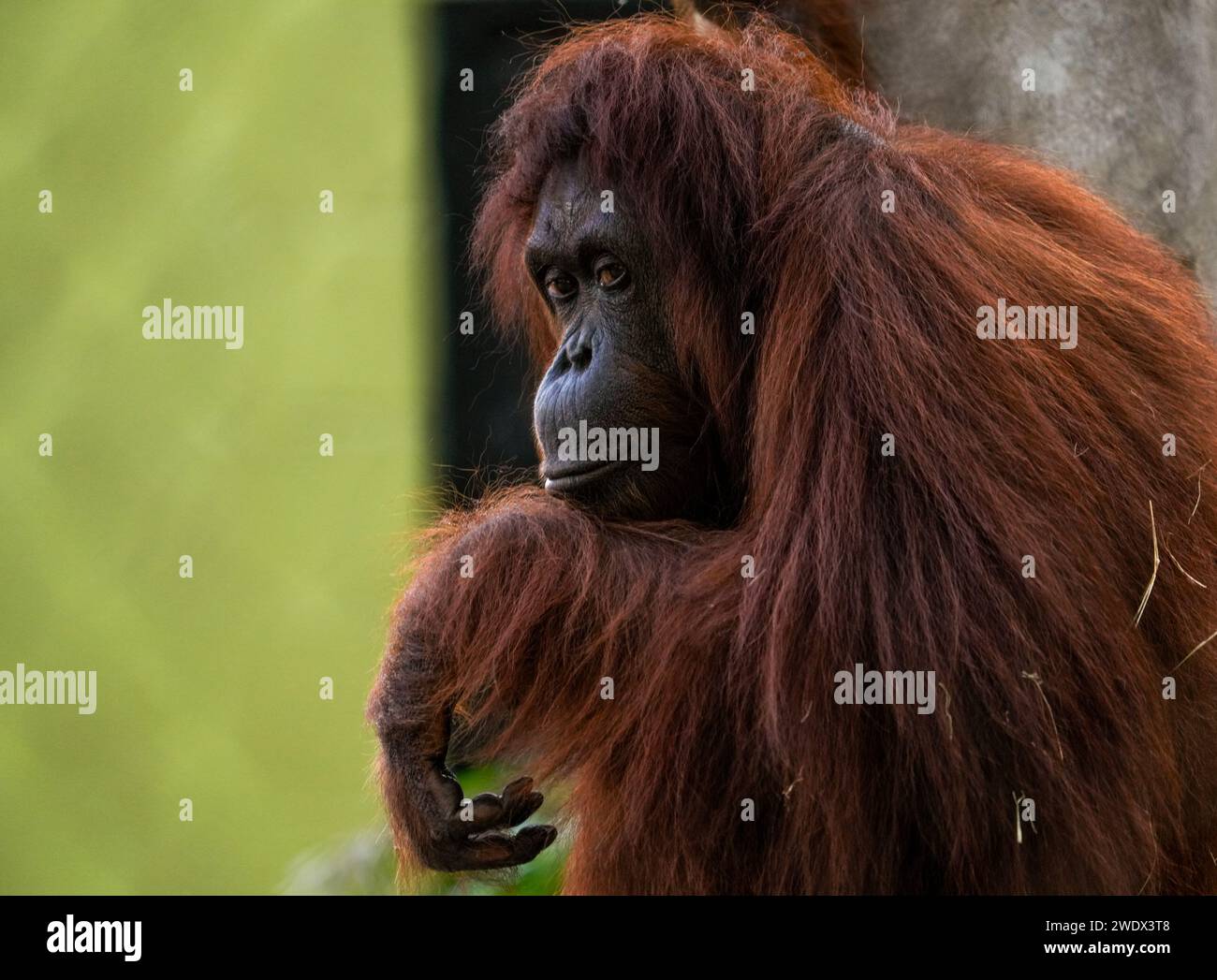 Naples, United States. 21st Jan, 2024. Bornean Orangutan on display at