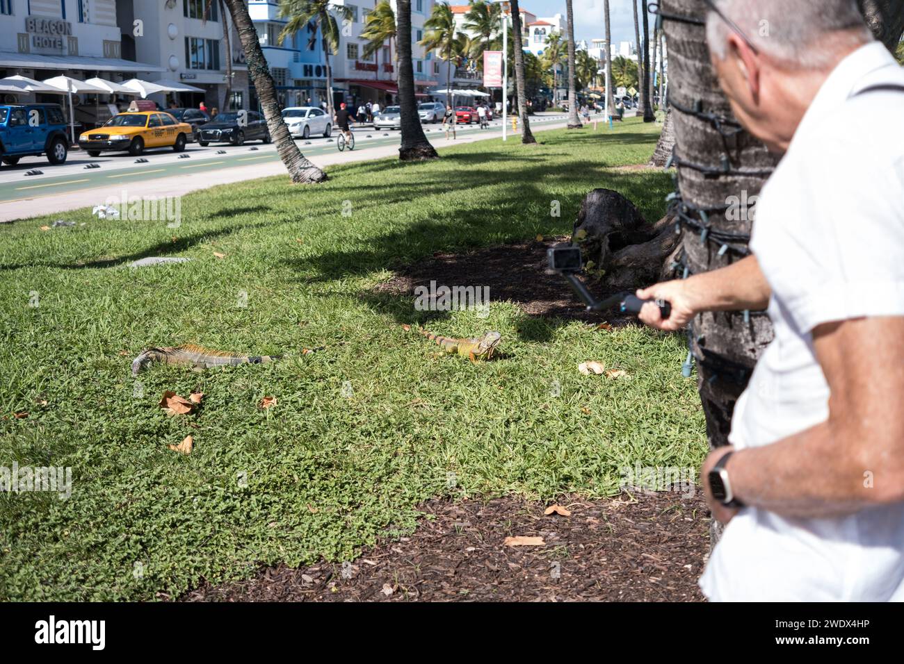 Miami, USA. 26th Oct, 2023.  Large South Beach Iguanas. Stock Photo
