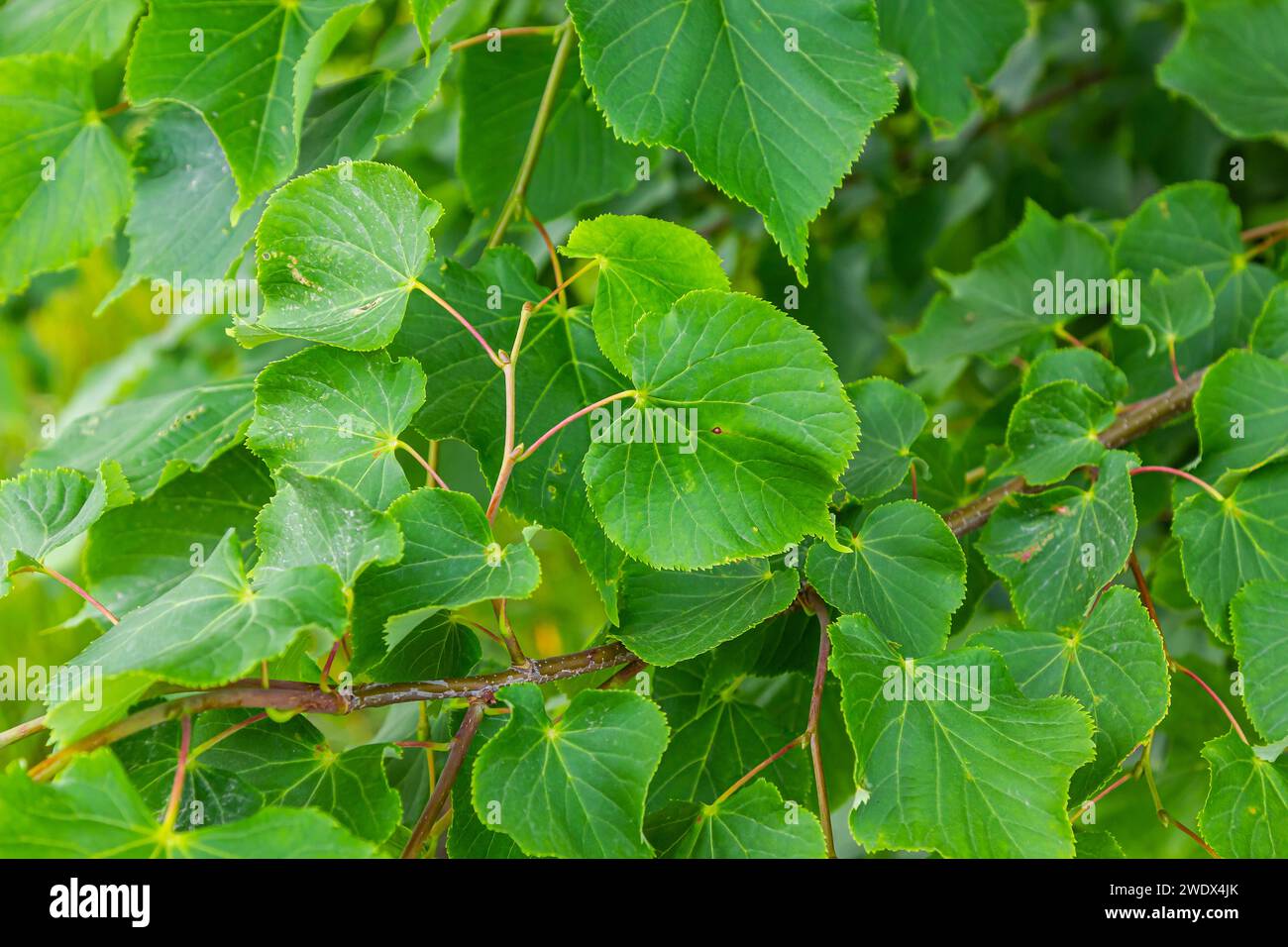 Tilia cordata leaves and fruits growing on tree branches. Stock Photo