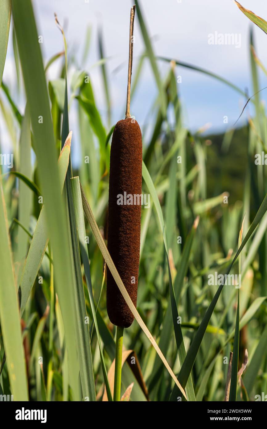 typha wildplant at pond, Sunny summer day. Typha angustifolia or cattail. Stock Photo
