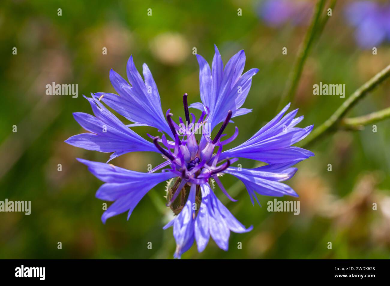 the blue cornflower centaurea cyanus is an edible plant Stock Photo - Alamy