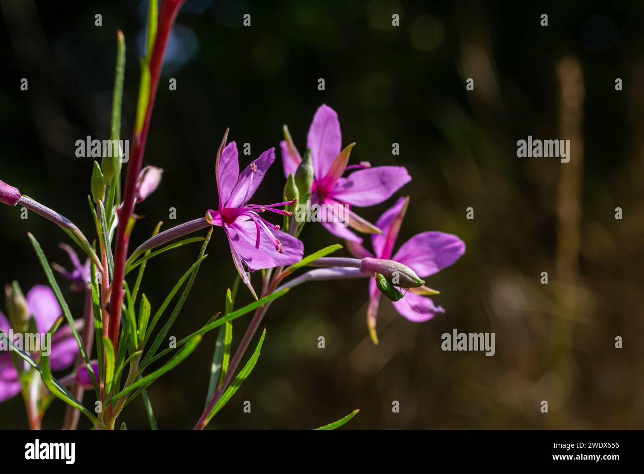 Pink Flowering Chamerion Dodonaei Alpine Willowherb Plant. Stock Photo