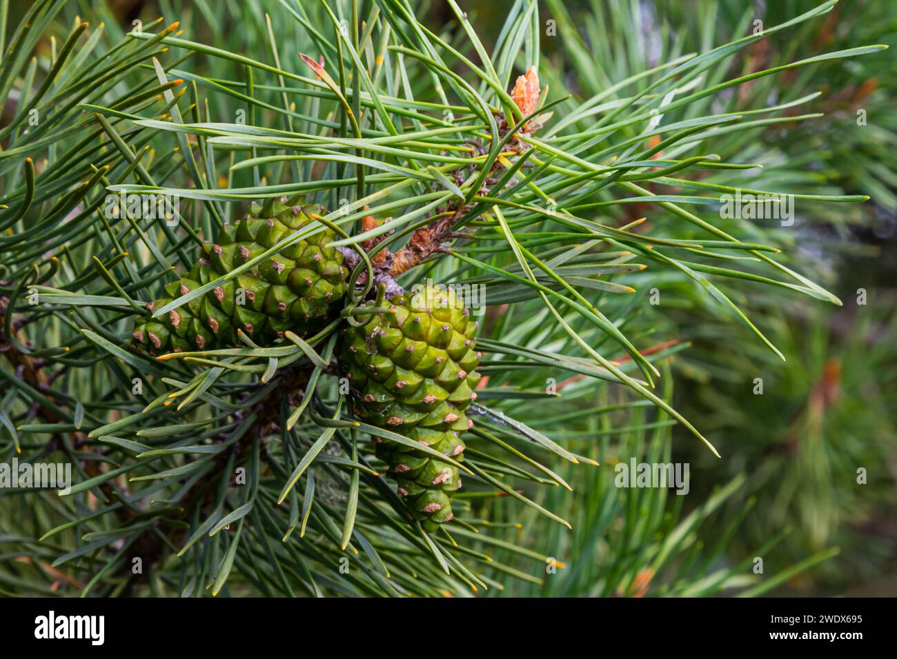 Closeup on pine branch with male and female cone. Stock Photo