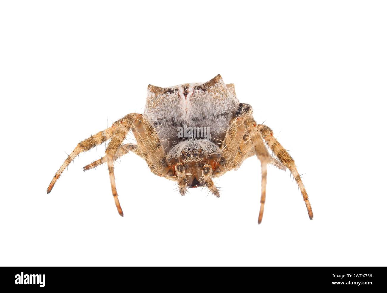 Tropical tent web spider hi-res stock photography and images - Alamy