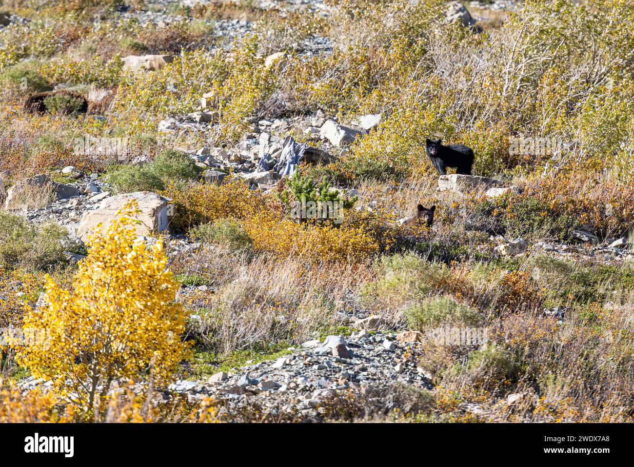 Black bear standing on a rock hi-res stock photography and images - Alamy