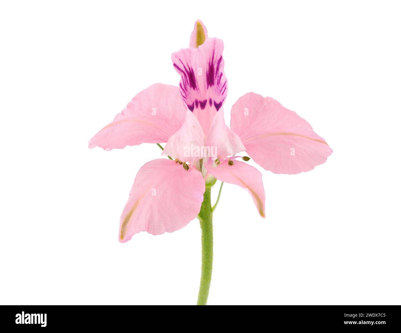 Oriental knight’s spur pink flower isolated on white background, Consolida orientalis Stock Photo