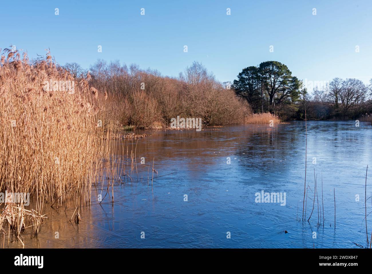 Frozen Ornamental Lake (Fishing Lake) at Southampton Common Stock Photo