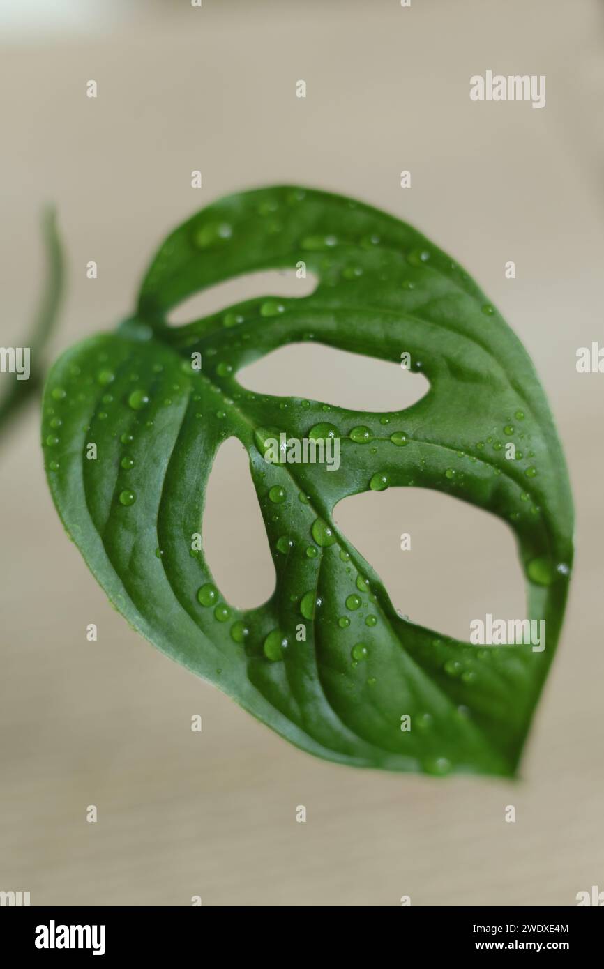 Monstera adansonii, the Adanson's monstera, Monkey mask, Swiss cheese plant, or five holes plant leaf with water droplets on it Stock Photo