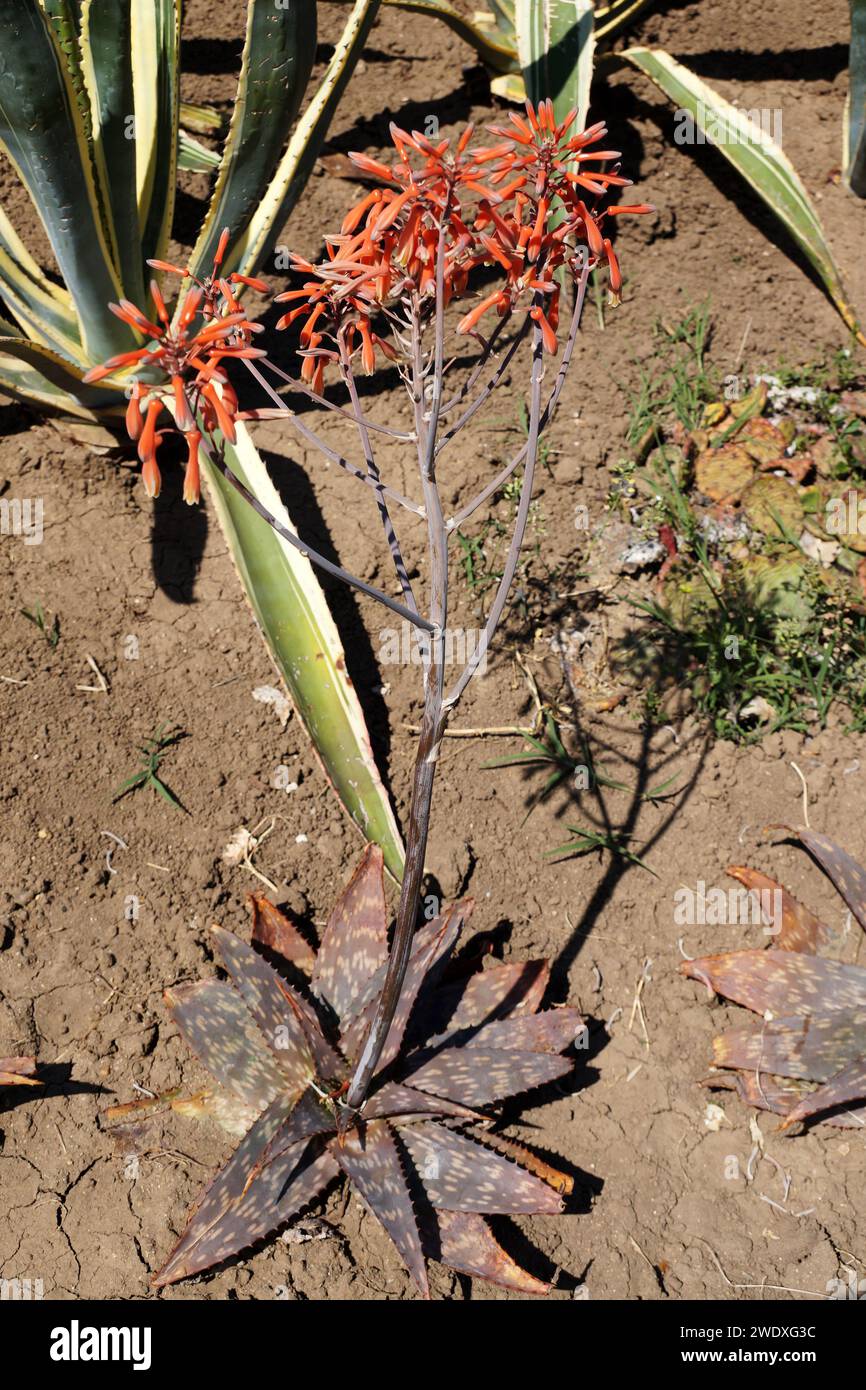 Blooming aloe maculata in an ornamental garden close-up Stock Photo